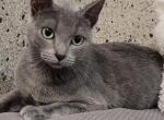 Mila - Russian Blue Cat For Sale - Chariton, IA, US