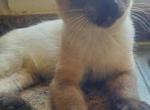 Siamese male kitten - Siamese Kitten For Sale - Genoa City, WI, US