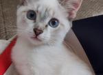 lynx point siamese kitten female - Siamese Kitten For Sale - Genoa City, WI, US