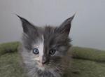 Luna - Maine Coon Kitten For Sale - New York, NY, US