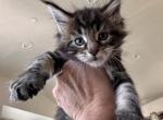 Norcals kitty - Maine Coon Kitten For Sale - Martinez, CA, US