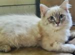 Lynx point kittens - Ragdoll Kitten For Sale - Genoa City, WI, US