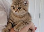 Rose - Scottish Straight Kitten For Sale - Cheney, WA, US