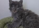 Smoky - Maine Coon Kitten For Sale - New York, NY, US