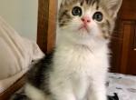 Sebastian - Scottish Straight Kitten For Sale - 