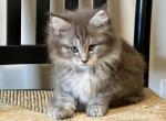 Cinderella - Maine Coon Kitten For Sale - New Park, PA, US