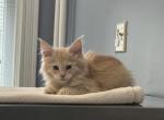 Duke - Maine Coon Kitten For Sale - New Park, PA, US