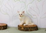 Tree Top Kittens II Cedar - Siberian Kitten For Sale