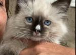 May ragdoll female - Ragdoll Kitten For Sale - Robesonia, PA, US