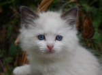 May ragdoll baby Rosa - Ragdoll Kitten For Sale - Robesonia, PA, US