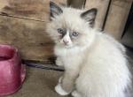 Male ragdoll - Ragdoll Kitten For Sale - Robesonia, PA, US