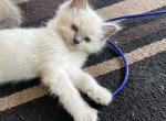 Male  ragdoll Gilbert - Ragdoll Kitten For Sale - 