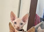 Rio - Sphynx Kitten For Sale - 