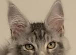 silver marble - Maine Coon Kitten For Sale - Lanoka Harbor, NJ, US