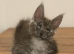 Sasha - Maine Coon Kitten For Sale/Service - Lanoka Harbor, NJ, US