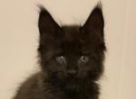 black - Maine Coon Cat For Sale/Service - Lanoka Harbor, NJ, US