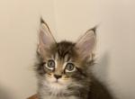 tiger - Maine Coon Cat For Sale - Lanoka Harbor, NJ, US