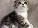 Serena - Scottish Fold Kitten For Sale - Plymouth, MA, US