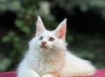 Pluto - Maine Coon Kitten For Sale - Gurnee, IL, US