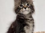 Edison - Maine Coon Kitten For Sale - Gurnee, IL, US