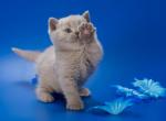 Xander - British Shorthair Kitten For Sale - Gurnee, IL, US
