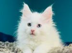 Kinder surprise Odd eyes - Maine Coon Kitten For Sale - Boston, MA, US