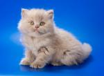 Victorian Longhair - British Shorthair Kitten For Sale - Boston, MA, US