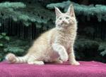 Pop - Maine Coon Kitten For Sale - Houston, TX, US
