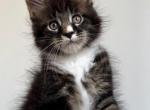 Edgar - Maine Coon Kitten For Sale - Houston, TX, US