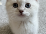 Blue Point British Shorthair - British Shorthair Kitten For Sale - Gurnee, IL, US