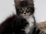 Elizar - Maine Coon Kitten For Sale - Gurnee, IL, US