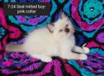 Charlotte Seal Point Boy Pink Collar - Ragdoll Kitten For Sale - New York, NY, US