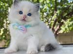 R015 - Ragdoll Kitten For Sale - Temple City, CA, US