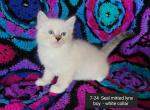 Charlotte's Seal Point Boy White Collar - Ragdoll Kitten For Sale - New York, NY, US