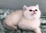 Ori kitten 2 - British Shorthair Kitten For Sale - Las Vegas, NV, US