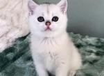 Ori kitten 3 - British Shorthair Kitten For Sale - Las Vegas, NV, US
