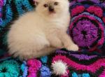 Charlotte's Seal Point Boy Red Collar - Ragdoll Kitten For Sale - New York, NY, US