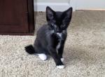 Curly Fry - Domestic Kitten For Adoption - OR, US