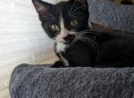 Bulldozer - Domestic Kitten For Adoption - OR, US