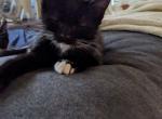 Sterling Archer - Domestic Kitten For Adoption - 