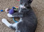 Seven - Domestic Kitten For Adoption - OR, US