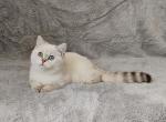 Lari - British Shorthair Kitten For Sale - Chicago, IL, US