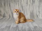 Candy - British Shorthair Kitten For Sale - Chicago, IL, US