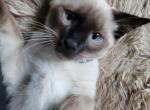 Male Kitten - Siamese Kitten For Sale - Voorhees, NJ, US