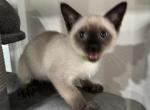 Siamese Boy - Siamese Kitten For Sale - Weston, FL, US
