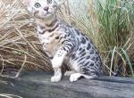 Giannisbengal Bengal kittens - Bengal Kitten For Sale - 
