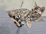 Giannisbengal Bengal kittens - Bengal Kitten For Sale - 