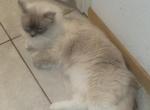 Hardy - Ragdoll Cat For Sale/Service - 