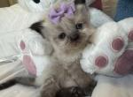Mumu29 - Himalayan Kitten For Sale - Worcester, MA, US