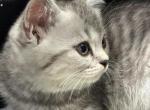 Shaun - Scottish Straight Kitten For Sale